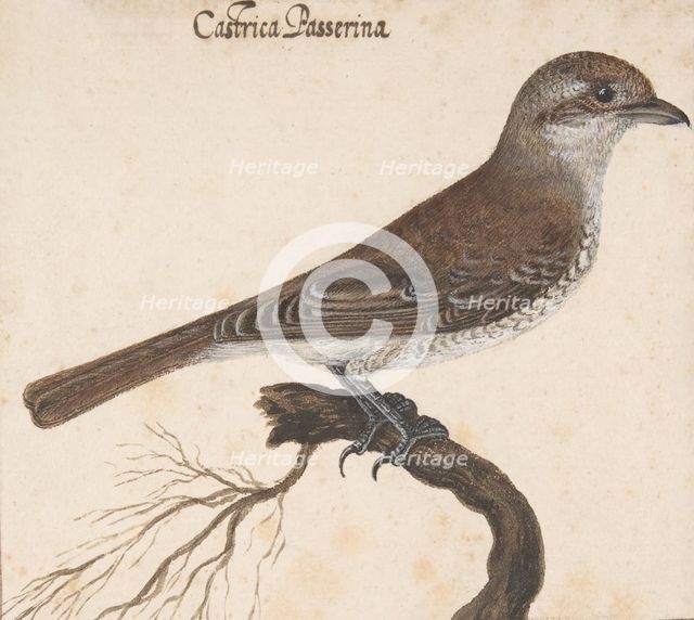 Castrica Passerina, . Creator: Vincenzo Leonardi.