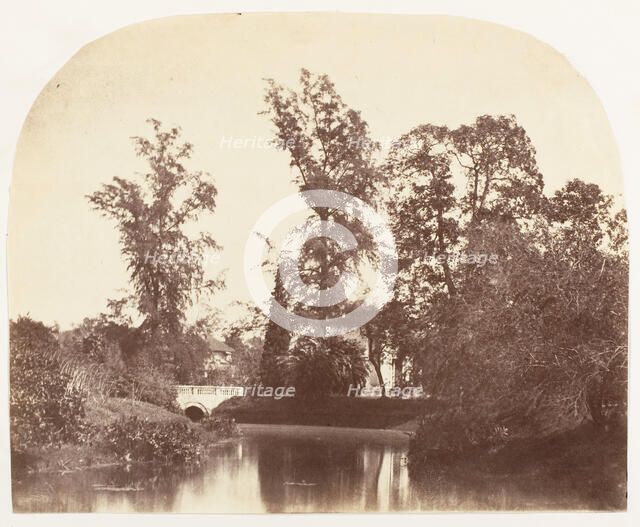 Casuarina Trees, Botanic Gardens, Calcutta, 1858-61. Creator: Unknown.