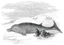 Cetacean animal recently cast on the Kentish coast, near Whitstable, 1860. Creator: Unknown
