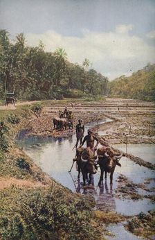 Ceylon ... c1920. Artist: Underwood