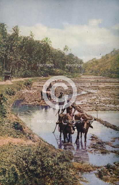 'Ceylon ...', c1920. Artist: Underwood.