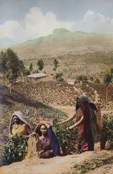 Ceylon ... c1920. Artist: Underwood