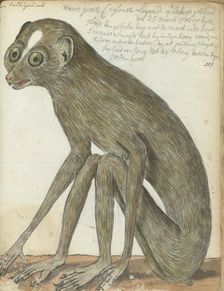 Ceylon sloth, 1786. Creator: Jan Brandes