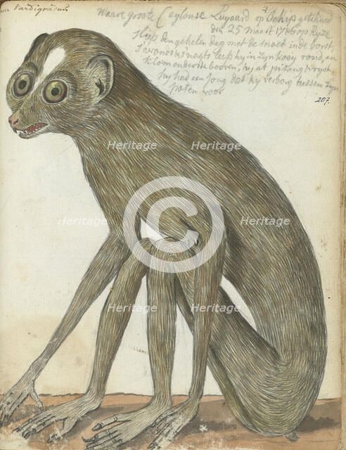 Ceylon sloth, 1786. Creator: Jan Brandes.