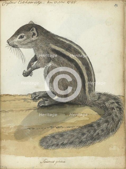 Ceylon squirrel, (Atlantoxerus getulus), 1785. Creator: Jan Brandes.