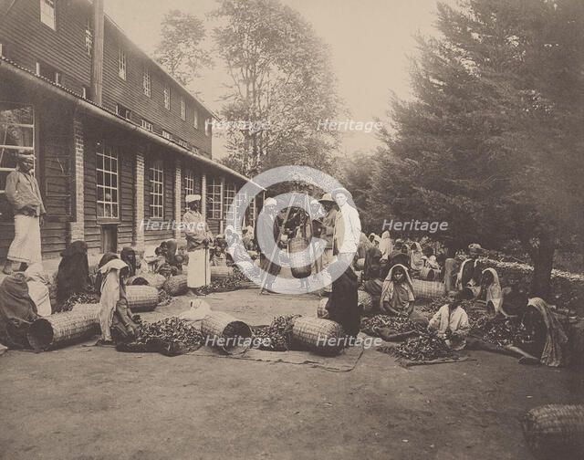 Ceylon. Weighing Tea Leaves. British planter with tea estate labourers, 1900s. Creator: Anonymous ().