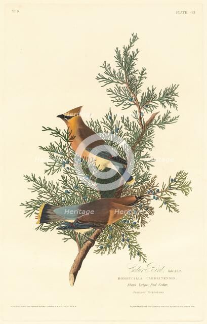 Cedar Bird, 1828. Creator: Robert Havell.