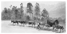 Cedar-getting on the Richmond River, New South Wales, Australia, 1886.Artist: JR Ashton