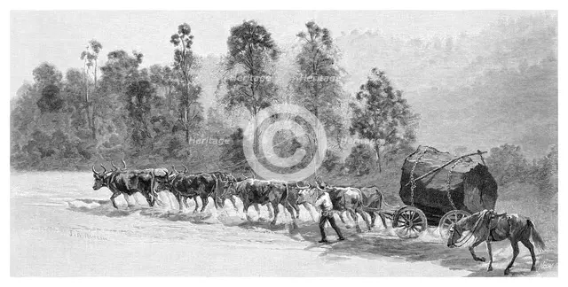 Cedar-getting on the Richmond River, New South Wales, Australia, 1886.Artist: JR Ashton