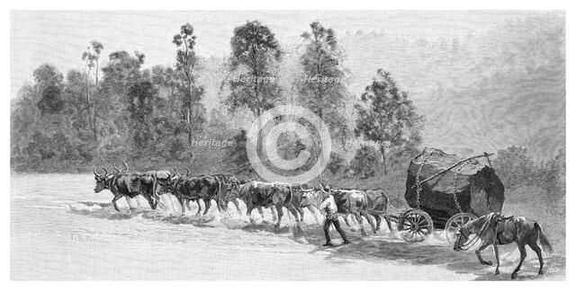Cedar-getting on the Richmond River, New South Wales, Australia, 1886.Artist: JR Ashton