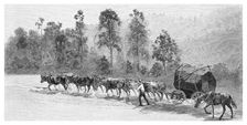 Cedar-getting on the Richmond River, New South Wales, Australia, 1886.Artist: JR Ashton