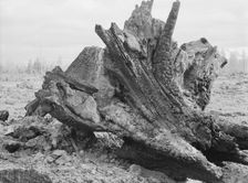 Cedar stump in field which family is clearing by means of FSA loan, Boundary County, Idaho, 1939. Creator: Dorothea Lange