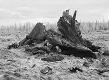 Cedar stump pile which is being burned off in field, Boundary County, Idaho, 1939. Creator: Dorothea Lange