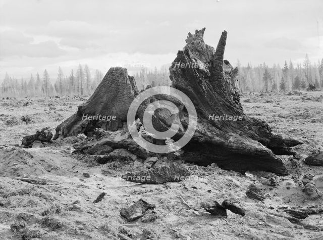 Cedar stump pile which is being burned off in field, Boundary County, Idaho, 1939. Creator: Dorothea Lange.
