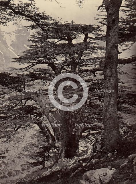 Cedars of Lebanon, 1870s. Creator: Unknown.