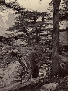 Cedars of Lebanon, 1870s. Creator: Unknown