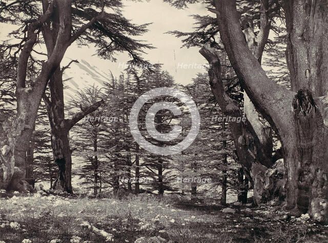 Cedars of Lebanon, ca. 1857. Creator: Francis Frith.
