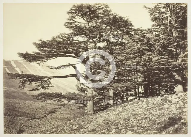 Cedars of Lebanon, c. 1870. Creator: Felix Bonfils.