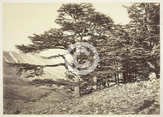 Cedars of Lebanon, c. 1870. Creator: Felix Bonfils.