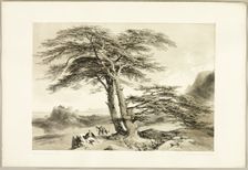 Cedars of Lebanon, from The Park and the Forest, 1841. Creator: James Duffield Harding