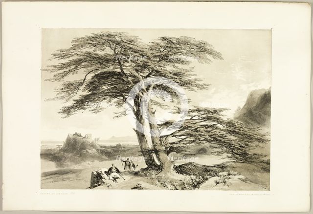 Cedars of Lebanon, from The Park and the Forest, 1841. Creator: James Duffield Harding.