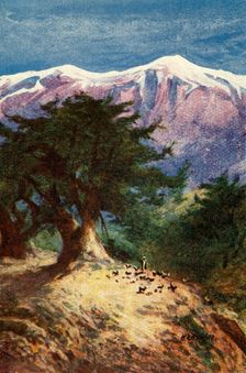 Cedars of Lebanon - Matt. xii. 33 c1924. Creators: James Clark, Henry A Harper