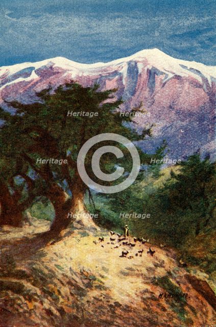 'Cedars of Lebanon - Matt. xii. 33', c1924. Creators: James Clark, Henry A Harper.