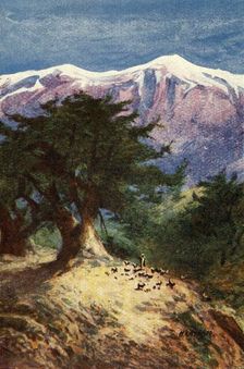 Cedars of Lebanon - Matt. xii. 33 c1924. Creators: James Clark, Henry A Harper