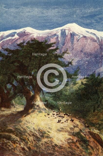 'Cedars of Lebanon - Matt. xii. 33', c1924. Creators: James Clark, Henry A Harper.