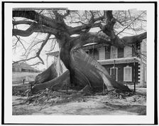 Ceiba or silk cotton tree, Nassau, Bahama Islds., c1901. Creator: William H. Jackson