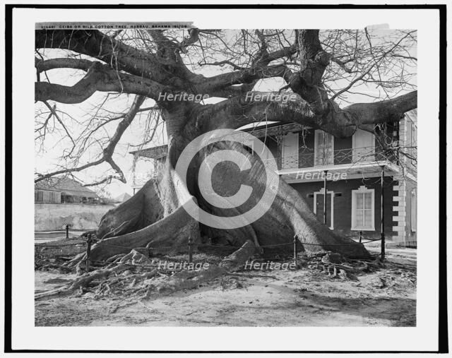 Ceiba or silk cotton tree, Nassau, Bahama Islds., c1901. Creator: William H. Jackson.