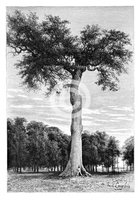 Ceiba tree, Central America, c1890.Artist: Maynard