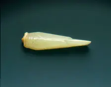 Celadon jade cicada knot-picker, Shang dynasty, Anyang phase, China, c1400-c1100 BC. Creator: Unknown