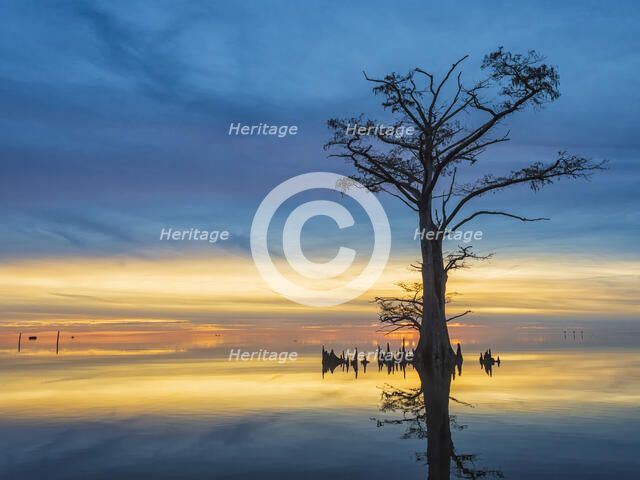 Celebrate the Evening. Creator: Eve Turek.