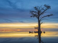 Celebrate the Evening. Creator: Eve Turek