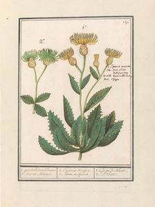 Centauri (Centaurea), 1596-1610. Creators: Anselmus de Boodt, Elias Verhulst
