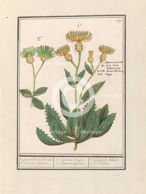 Centauri (Centaurea), 1596-1610. Creators: Anselmus de Boodt, Elias Verhulst.