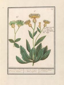 Centauri (Centaurea), 1596-1610. Creators: Anselmus de Boodt, Elias Verhulst