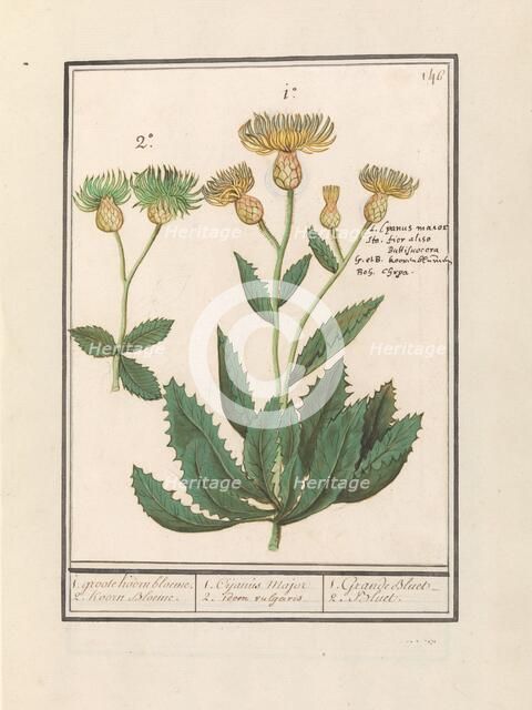 Centauri (Centaurea), 1596-1610. Creators: Anselmus de Boodt, Elias Verhulst.