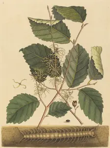 Centipede (Scolopendra morsitans), published 1731-1743. Creator: Mark Catesby
