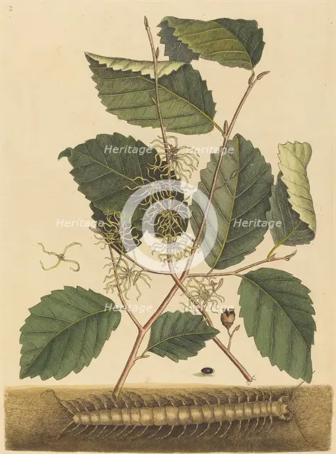 Centipede (Scolopendra morsitans), published 1731-1743. Creator: Mark Catesby.