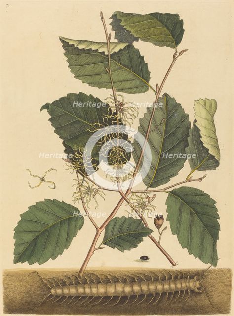 Centipede (Scolopendra morsitans), published 1731-1743. Creator: Mark Catesby.