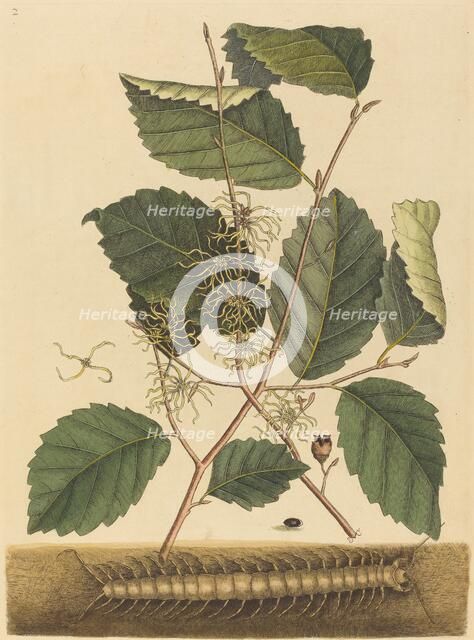 Centipede (Scolopendra morsitans), published 1731-1743. Creator: Mark Catesby.