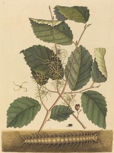 Centipede (Scolopendra morsitans), published 1731-1743. Creator: Mark Catesby