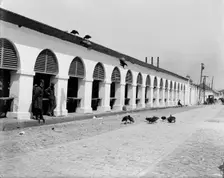Central market & buzzards, Charleston, S.C., between 1900 and 1910. Creator: Unknown