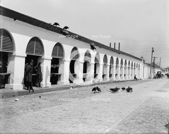 Central market & buzzards, Charleston, S.C., between 1900 and 1910. Creator: Unknown.