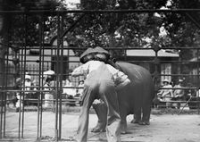 Central Park - man with head in hippo's mouth, between c1910 and c1915. Creator: Bain News Service