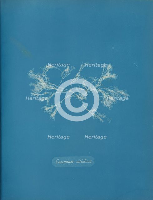 Ceramium ciliatum, ca. 1853. Creator: Anna Atkins.