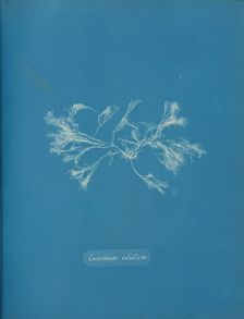 Ceramium ciliatum, ca. 1853. Creator: Anna Atkins