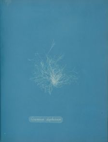 Ceramium diaphanum, ca. 1853. Creator: Anna Atkins